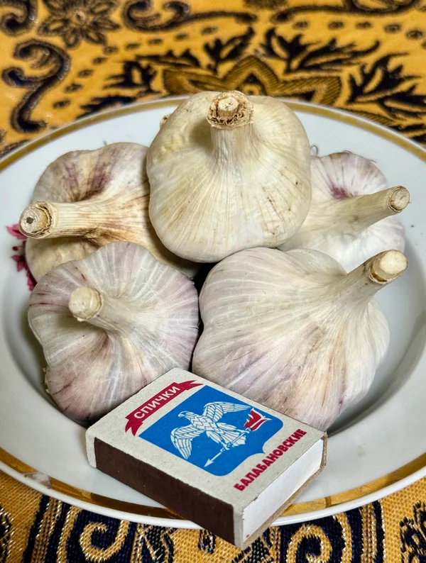 Чеснок