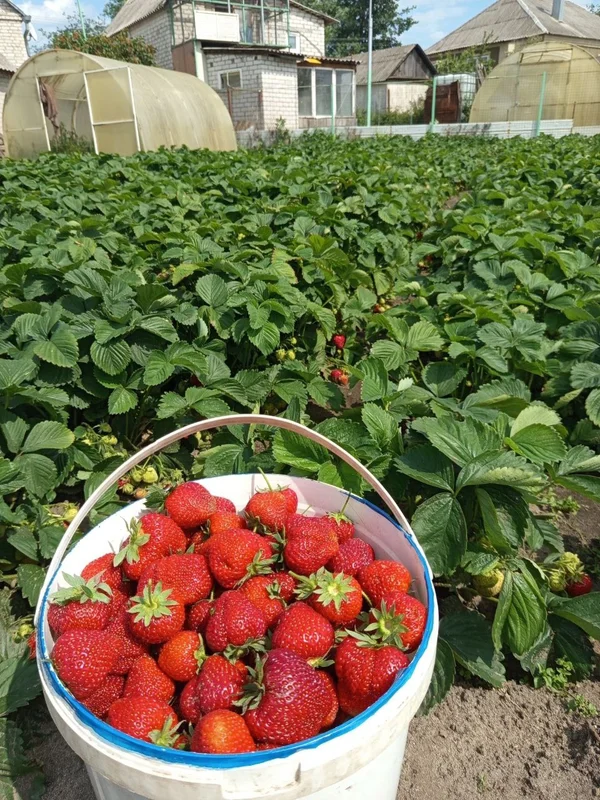 Клубника домашняя