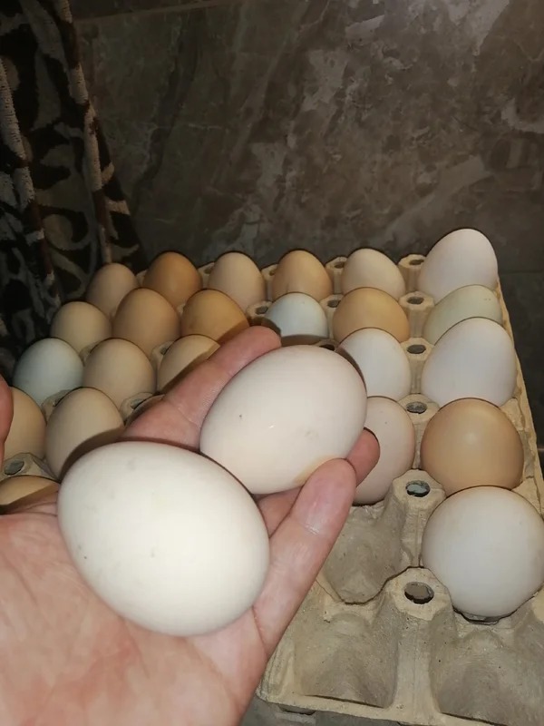 Куриное яйцо