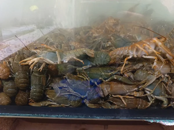Раки