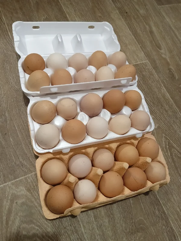 Куриные домашние яйца