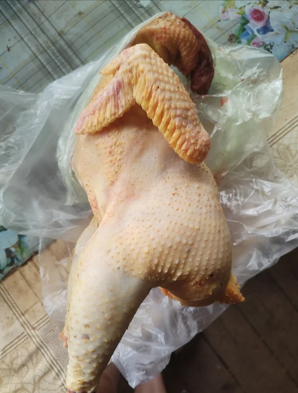 Курица