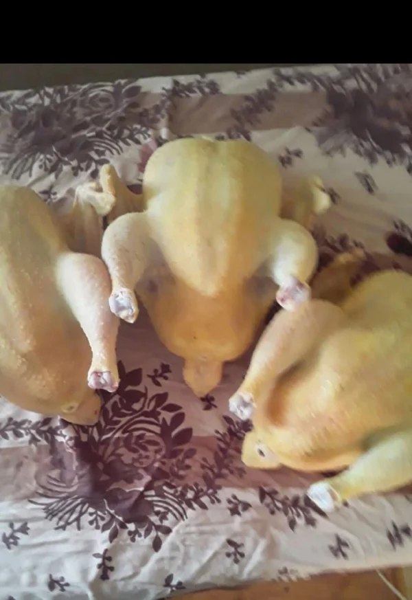 Курица