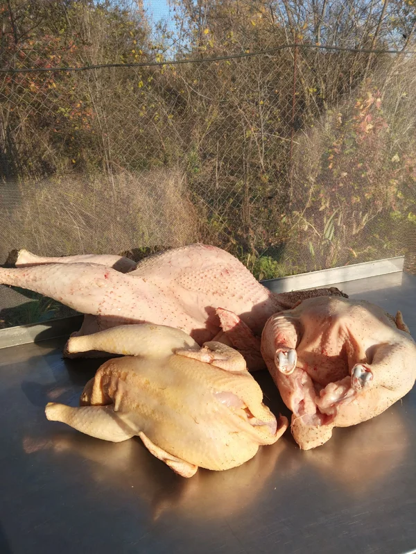 Курица