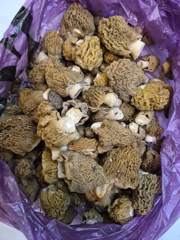 Сморчковая шапочка