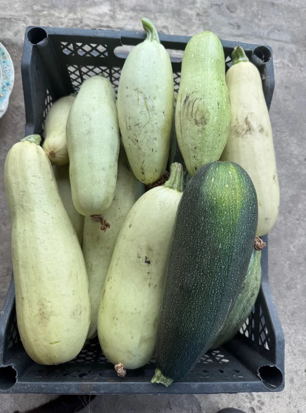 Кабачки