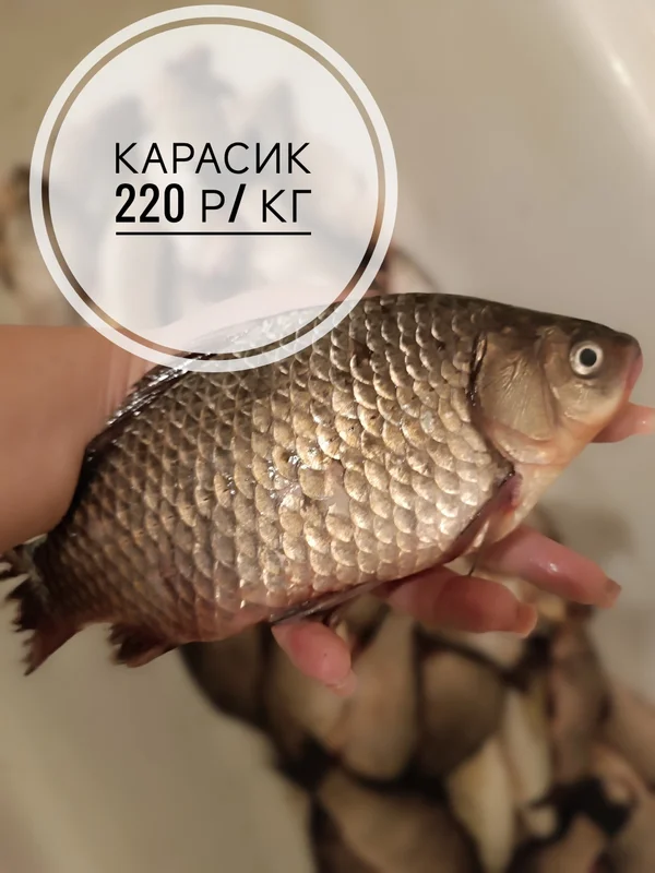 Карась