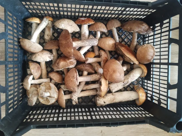 Подосиновики