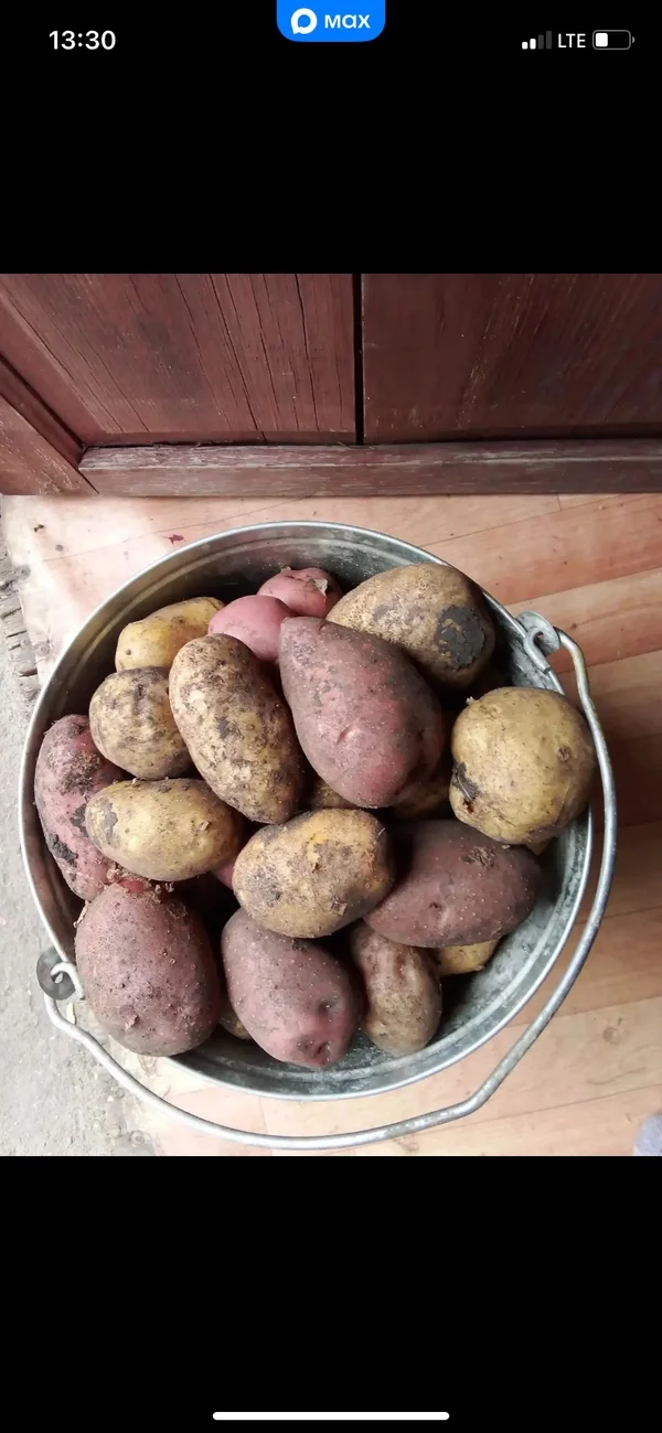 Картофель