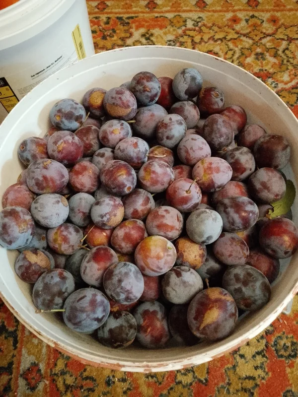 Сливы