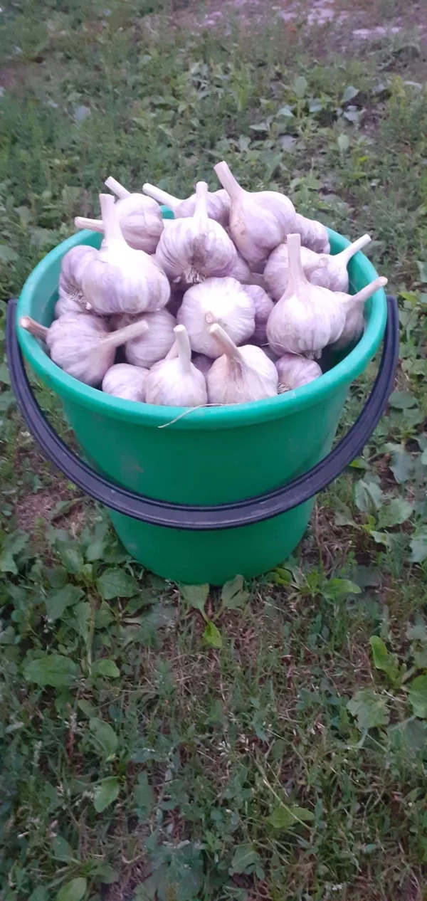 Чеснок