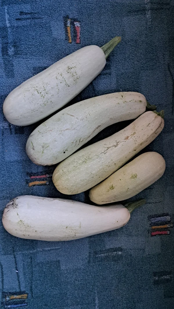 Кабачки