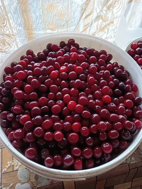 Вишня