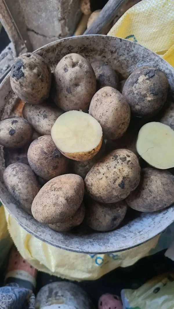 Картофель