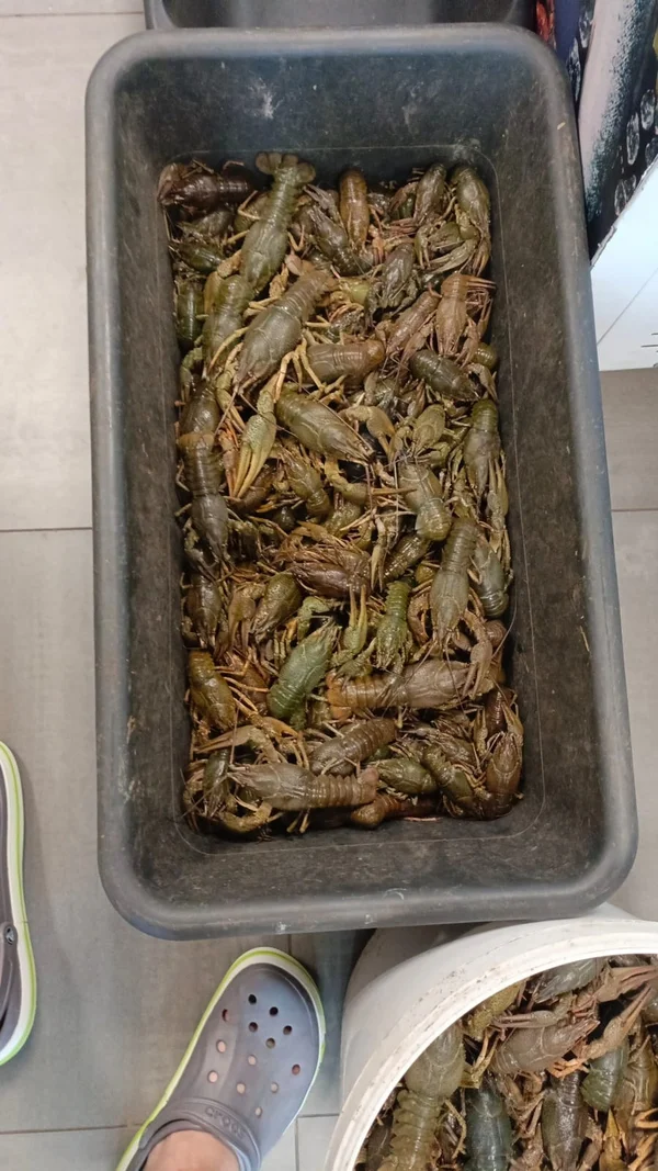 Раки