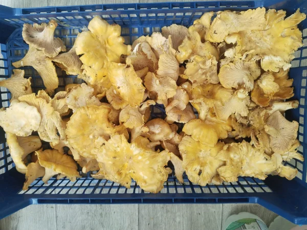 Грибы лисички