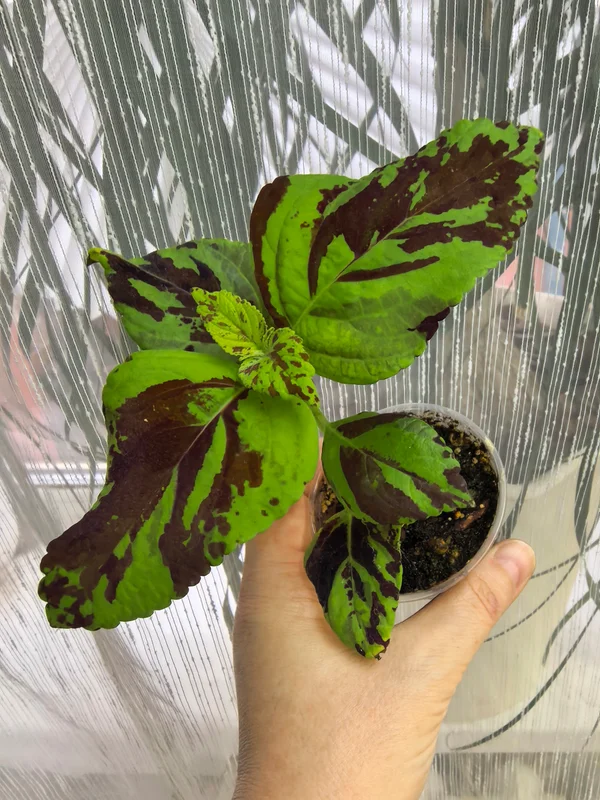 Колеусы, черенки укоренённые