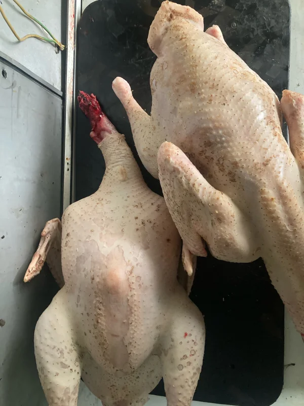 Мясо индейки