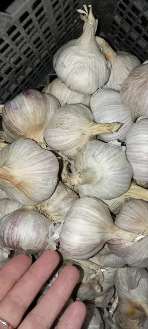 Лук