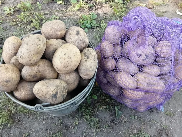 Картофель