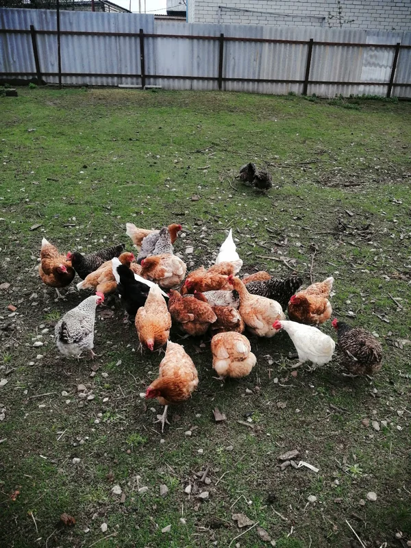 Домашнии куриные яйца