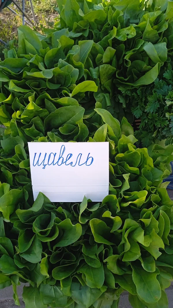 Щавель