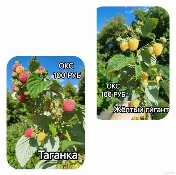 Саженцы малины ОКС