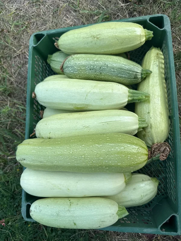 Кабачки