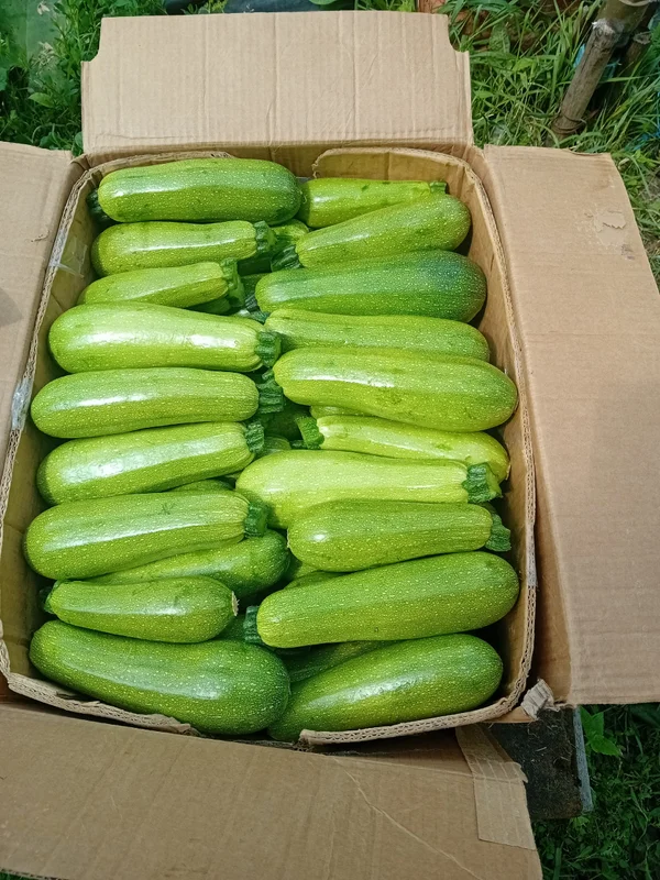 Кабачки