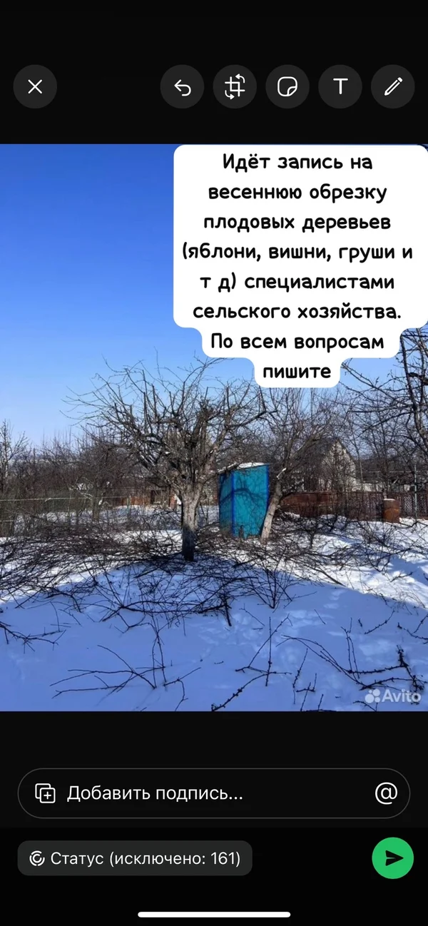 Яблоки