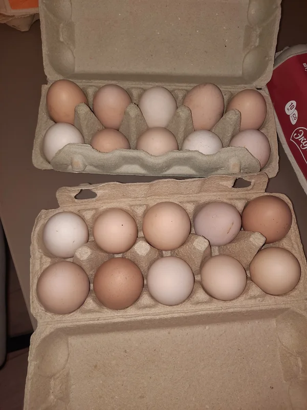 Куриные яйца