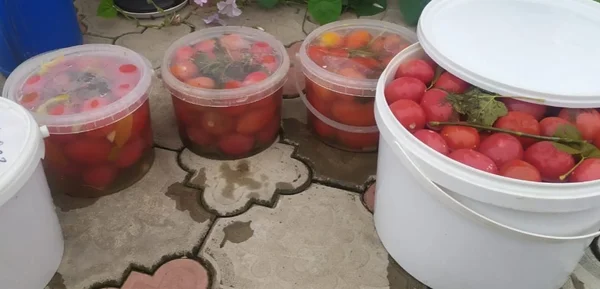 Бочковые помидоры