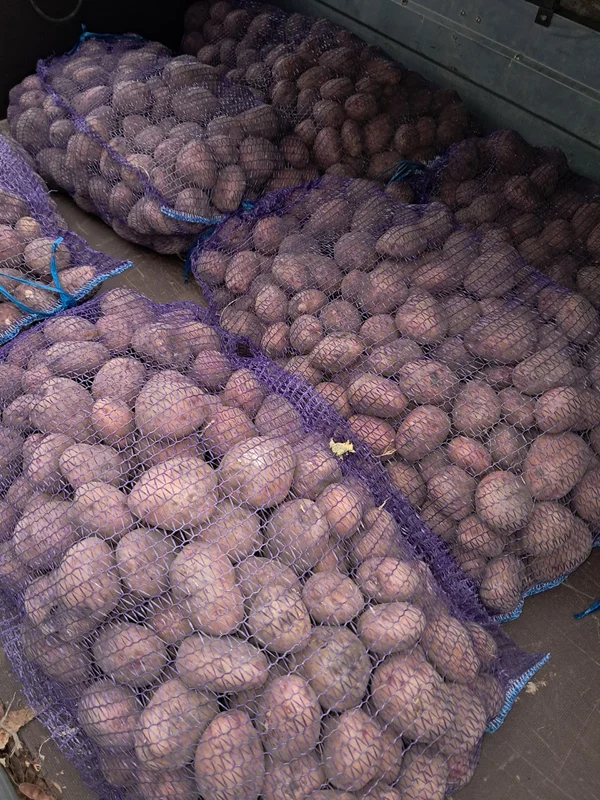 Картофель розовый