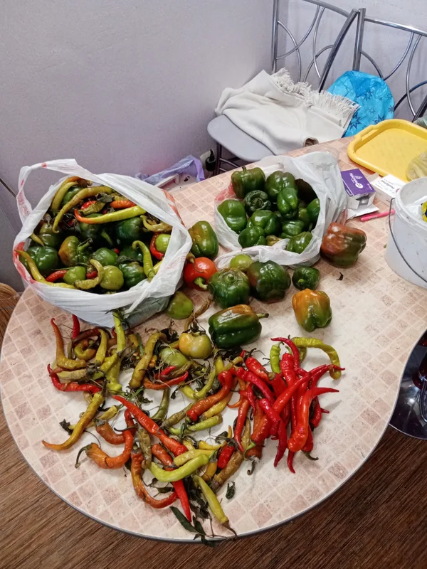 Болгарский перец