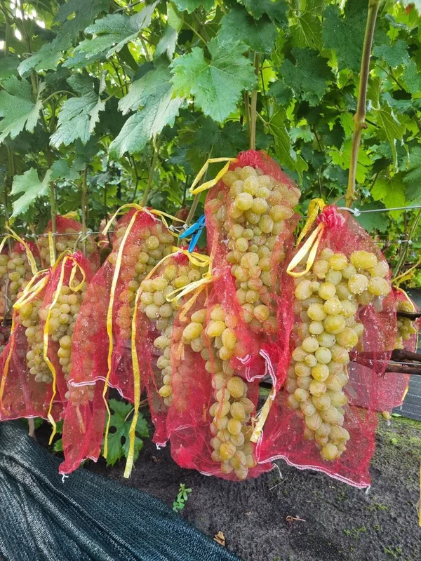 Виноград