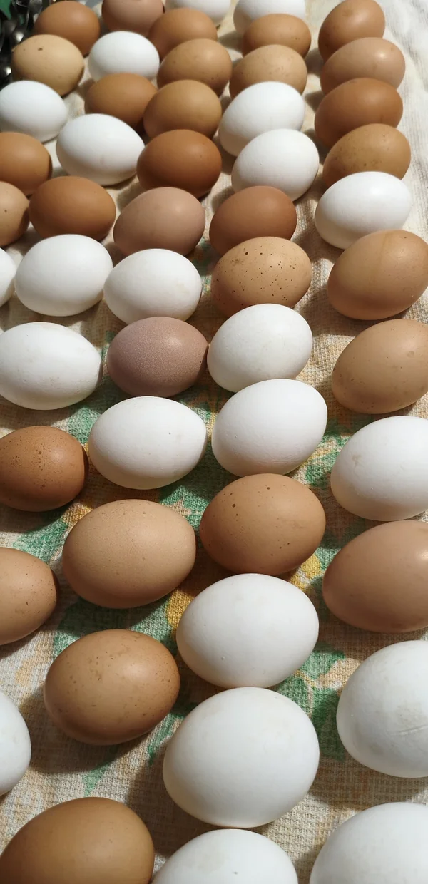 Домашнее яйцо