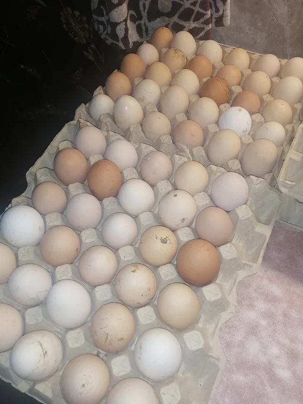 Куриное яйцо крупное