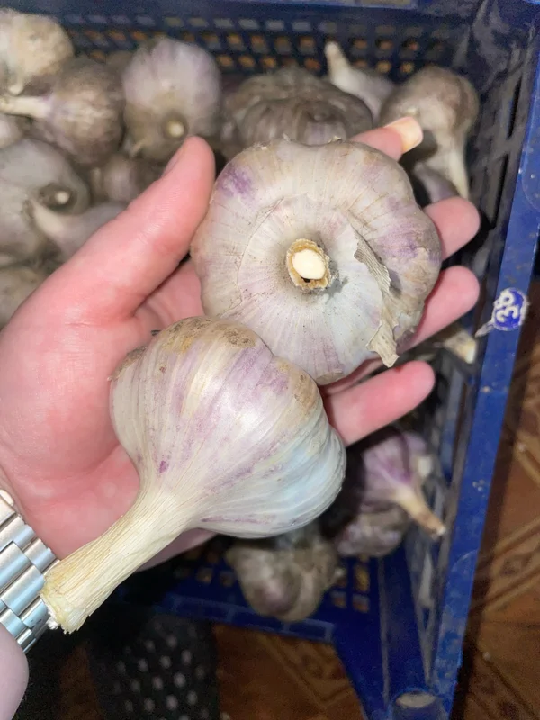 Чеснок домашний крупный