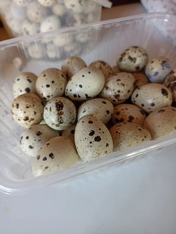 Перепелиные яйца