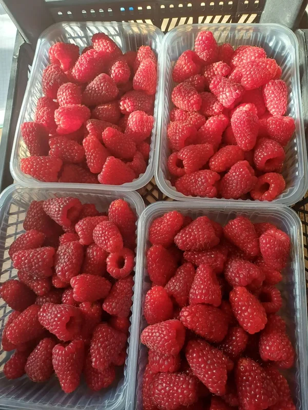 Малина