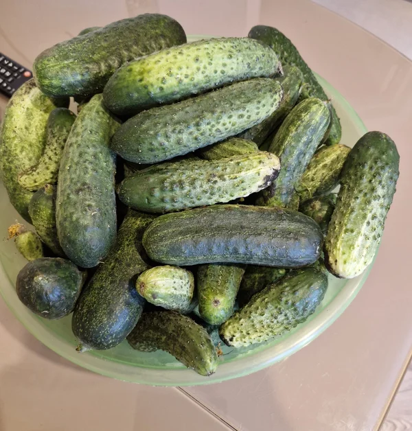 Огурцы