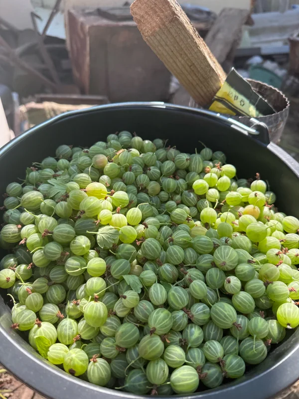 Крыжовник