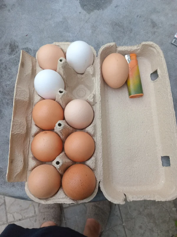 Яйца домашние