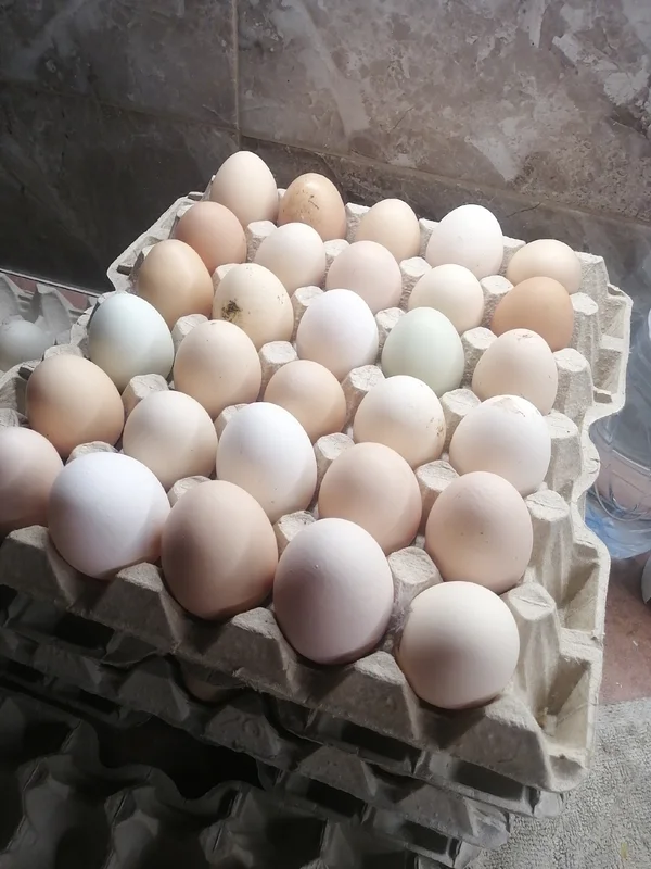 Куриное яйцо
