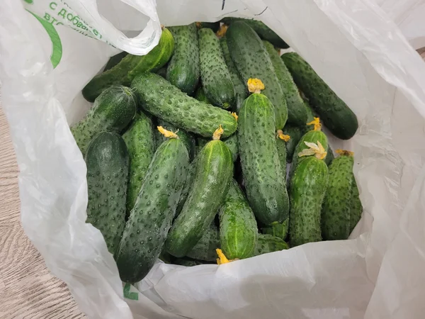 Огурцы