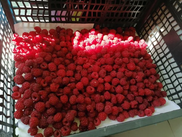 Малина