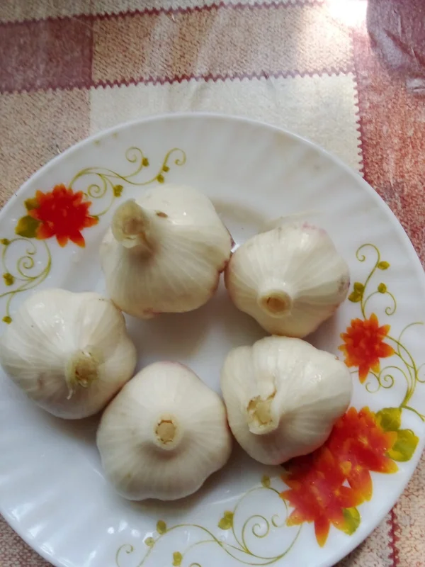 Чеснок молодой