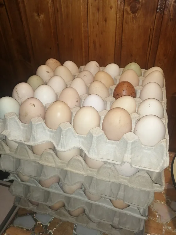 Куриное яйцо