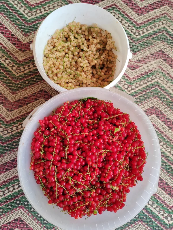Красная смородина