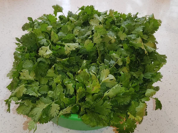 Кинза
